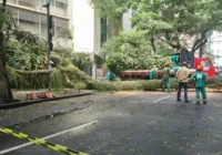 Árvore cai no Canela e causa transtornos no trânsito