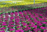 Bahia intensifica produção de flores na primavera