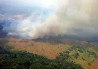 Brasil perde 15% de florestas naturais em quase 40 anos, diz MapBiomas