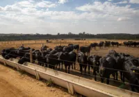 Brasil tem mais boi do que gente; rebanho atinge recorde
