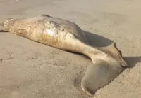 Carcaça de baleia é encontrada com mordidas de tubarão na Bahia