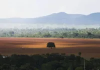 Desmatamento no Cerrado tem alta de 60,5% em setembro