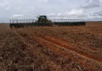 Encerrado período do vazio sanitário do algodão no Oeste baiano