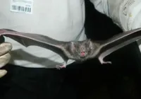 Feira de Santana: mais dois casos de raiva em morcegos são confirmados