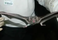 Feira de Santana registra caso de raiva em morcego