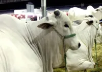 Governo da Bahia e entidades garantem Expo Bahia, Expo Rural e Fenagro