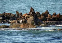 Gripe aviária mata 164 mamíferos marinhos no sul do país