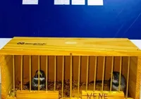 Homem transporta pássaros e é autuado por crime ambiental na BR 116