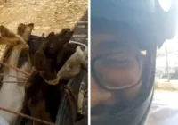 Motorista por app viraliza ao transportar bodes na garupa em Salvador