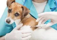 No Rio, microchip em pets passará a ser obrigatório