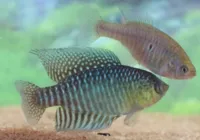 Nova espécie de peixe recebe nome de Lula