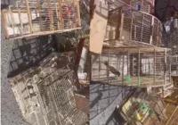 PM resgata cerca de 300 aves silvestres em Camaçari