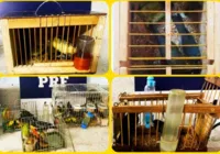 PRF resgata 30 aves silvestre no sudoeste da Bahia