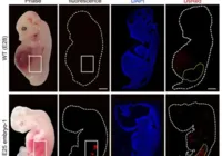 Pesquisadores desenvolvem 'rins humanos' em porcos