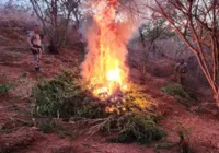 Plantação com 4 mil pés de maconha é destruída pela PM