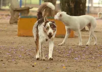 Poções firma acordo com MP para controlar população de animais imagem