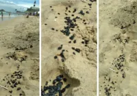 Praia da Barra amanhece cheia de óleo na areia neste domingo
