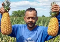 Renda com abacaxi atrai novas gerações em Itaberaba