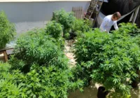 STF forma maioria para diferenciar usuário e traficante de maconha