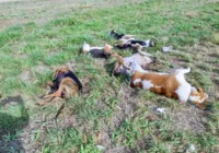 Sete cães são encontrados mortos com marcas de tiro