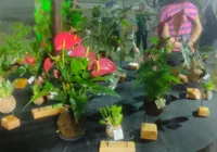 Símbolos de harmonia e renovação, plantas são destaque no Bon Odori