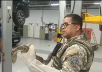 Sucuri é resgatada dentro de motor de carro por agentes da GCM