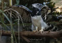 Zoo de Salvador recebe harpia para acasalamento e preservação