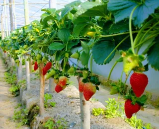 Abelhas sem ferrão ajudam a  melhorar a produção de morango