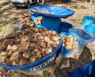 Agricultores lucram até 70% com venda para a indústria de pneus