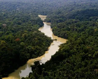 Alertas de desmatamento na Amazônia caem 66% em agosto