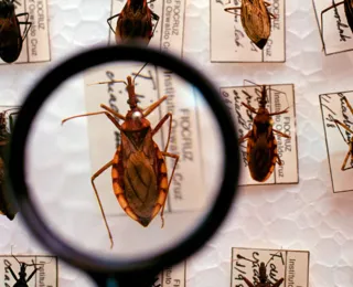 Aquecimento global pode provocar extinção de insetos, diz estudo