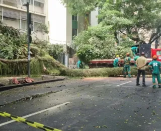 Árvore cai no Canela e causa transtornos no trânsito