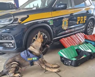 Cão farejador 'encontra' 50Kg de maconha em um ônibus de turismo