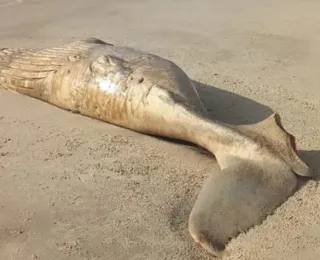 Carcaça de baleia é encontrada com mordidas de tubarão na Bahia