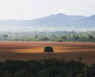 Desmatamento no Cerrado tem alta de 60,5% em setembro