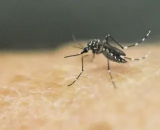 EUA aprova primeira vacina contra chikungunya