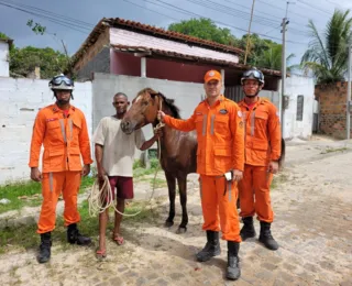 Égua é resgatada de cisterna de quase dois metros