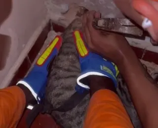 Gato é resgatado com a cabeça presa em parede de imóvel na Graça