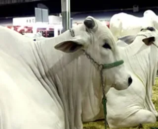 Governo da Bahia e entidades garantem Expo Bahia, Expo Rural e Fenagro