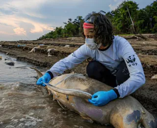 ICMBio vai apurar causas da morte de botos no Amazonas