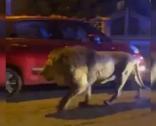 Leão foge de circo e deixa população trancada em casa com medo