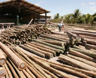 Lei prevê identificação da fonte de cada produto derivado da madeira