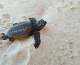 Mais de 10 mil filhotes de tartaruga nasceram no sul da Bahia