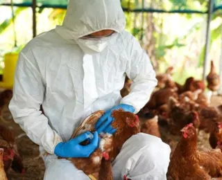 Mais um caso de gripe aviária é registrado; total sobe para 120