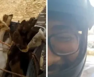 Motorista por app viraliza ao transportar bodes na garupa em Salvador