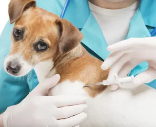 No Rio, microchip em pets passará a ser obrigatório