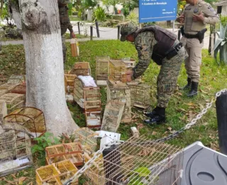PM resgata aves silvestres em Camaçari