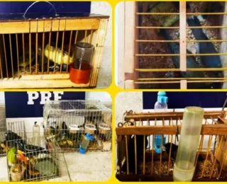 PRF resgata 30 aves silvestre no sudoeste da Bahia