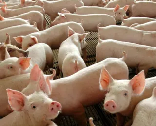 Países suspendem importações de carne de porco da Suécia