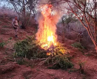 Plantação com 4 mil pés de maconha é destruída pela PM